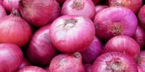 Red & White Onion