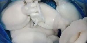 Frozen Cuttlefish