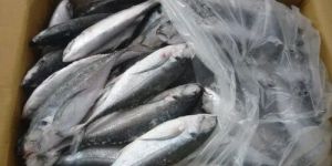 Frozen Horse Mackerel Fish