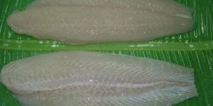 Frozen Pangasius Fillet