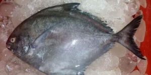 Frozen Pomfret Fish