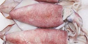 Frozen Squid