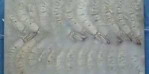 Frozen Vannamei Shrimp