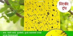 Yellow Sticky Trap