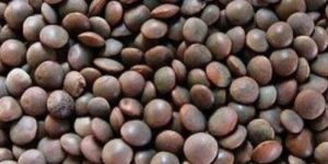 Organic Black Masoor Dal