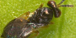 Tetrastichus Howardi Egg Cards