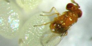 Trichogramma Pretiosum Egg Cards