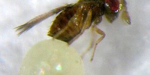 Trichogrammatoidea Bactrae Egg Cards