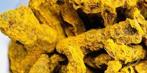 Raw Turmeric Roots