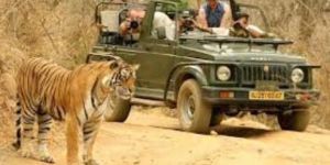 Wildlife Vacation Packages