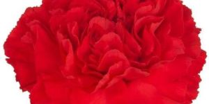 Carnation Flower