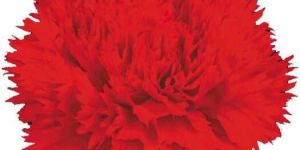 Tissue Culture Banana Plants