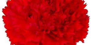 Grand Naine, Elakki, Red Banana, Nendran