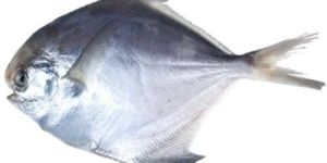 Pomfret Fish