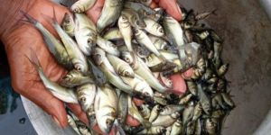 Catla Fish Seeds