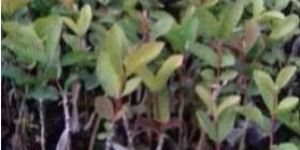 Guava Plant