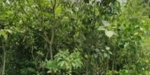 Michelia Champaca Plant