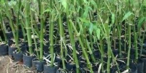 Tulda Bamboo Plant
