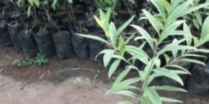 White Sandalwood Plant