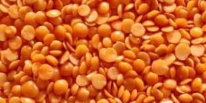 Red Lentils