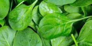 Fresh Spinach Leaves