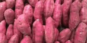Fresh Sweet Potato