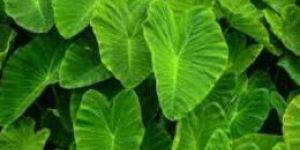 Fresh Taro Leaves