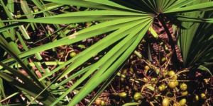 Saw Palmetto Extract