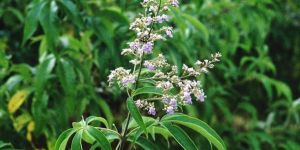 Vitex Negundo