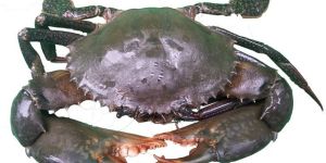 Mud Crab