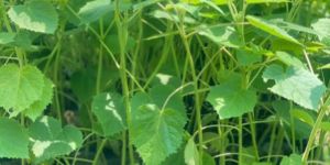 Paulownia Elongata Plants