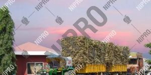 Sugar Factory Weighbridge