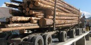 Wood Industry Weighbridge