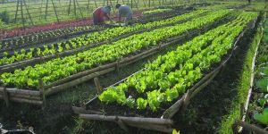 Organic Farming Services