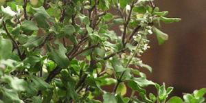 Tulsi Plants