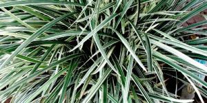 Ophiopogon Plant