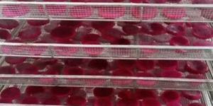 Dehydrated Dragon Fruit