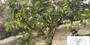 Thai White Guava Plant