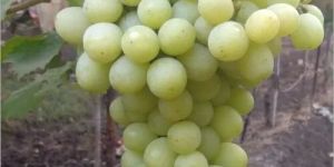 Fresh Green Grapes