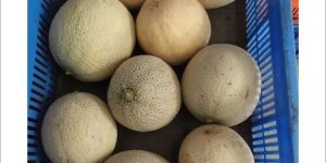 Fresh Muskmelon