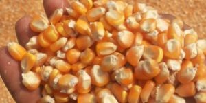 Yellow Maize