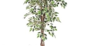 VARIEGATED FICUS TREE