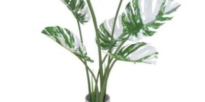 VARIEGATED MONSTERA PLANT