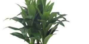 WHITE DRAGON Decorative Plants