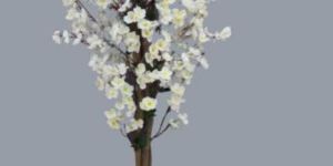 Wintersweet White Decorative Plants
