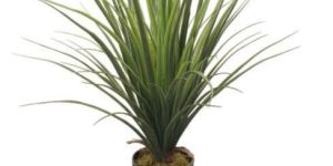 YUCCA Decorative Plants