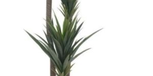 Yucca Plant