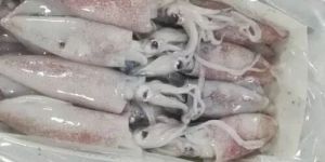 Frozen Whole Squid