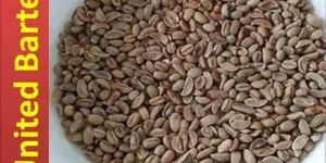 Arabica Coffee Beans