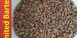 Raw Coffee Beans